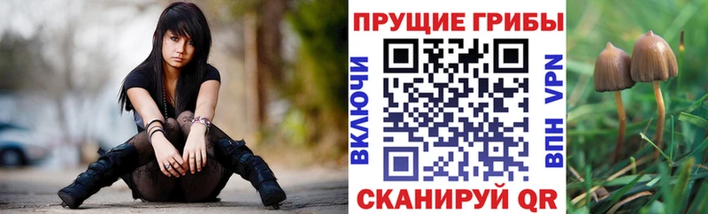 гидра онион  Нязепетровск  Псилоцибиновые грибы мицелий 